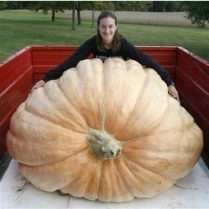 20 Sementes Premium Abóbora Atlantic Gigante II