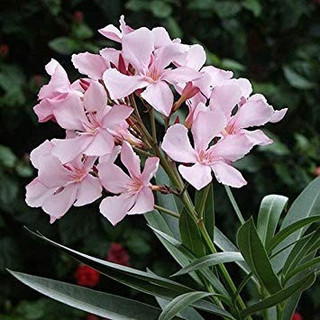 Sementes Flor Espirradeira Oleandro Nerium Oleander P/ Mudas Envio Rapido Frete Barato