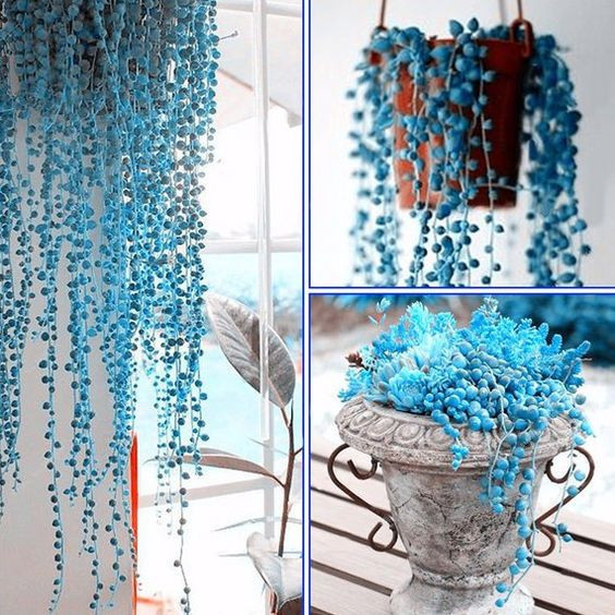 500 sementes de suculenta colar de pérola j em Oferta na Shopee