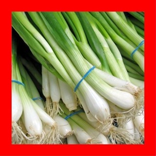 50 Cebolinha Japonesa Ano Todo Nebuka - Mudas Para Sementes II em Oferta na Shopee