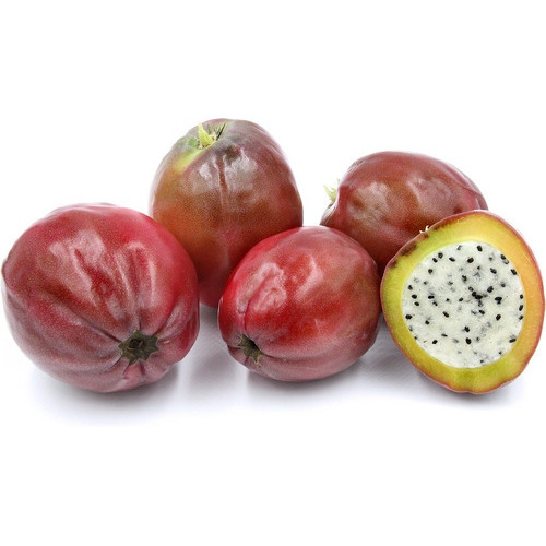 Pitaya Gigante Cacto Do Peru Cereus Repandus 10 Sementes