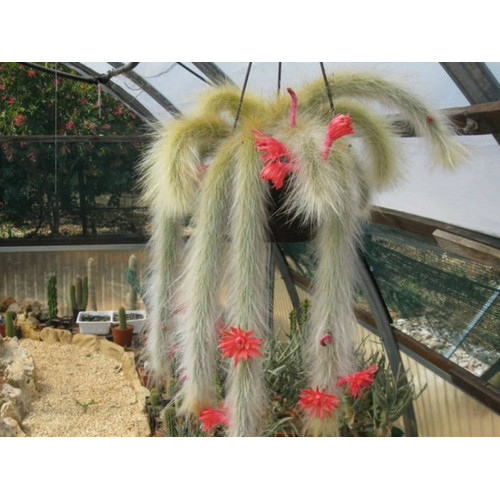 Sementes Cactos Rabo De Macaco Hildewintera Colademononis