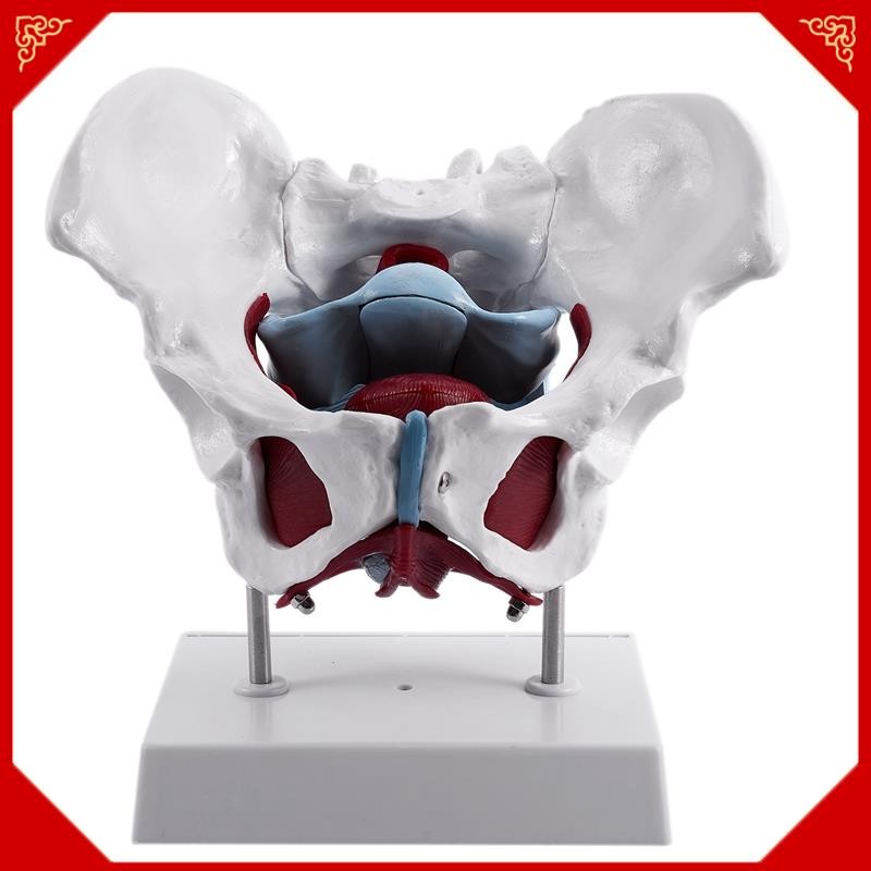 Assoalho Pélvico Feminino: Onde Comprar | BuscaProdutos