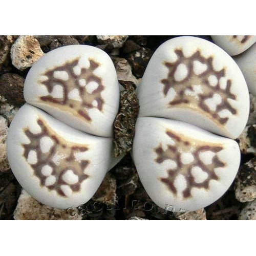 Sementes Cacto Pedra Viva Lithops Julii Suculenta P/ Mudas