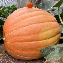 Sementes Abobora (Atlantic Gigante) Atlantic Giant