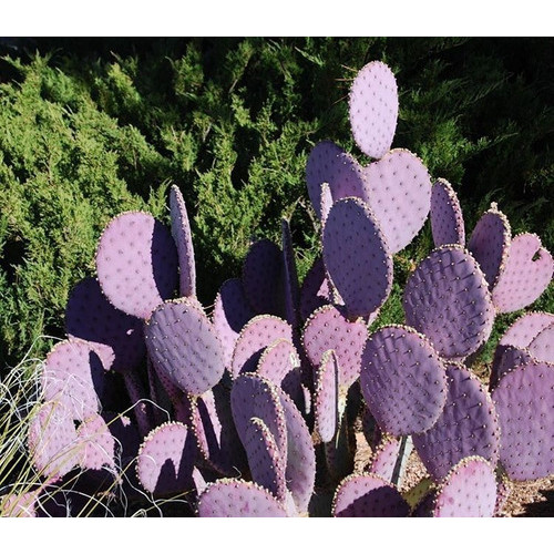 10 Sementes Cactos Opuntia Violacea Frete Barato P/ Mudas
