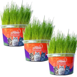 Graminha Gatos Mister Auxilia Na Digestão E Bola De Pelo 3un em Oferta na Shopee