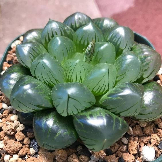 100 sements sucullenta Haworthia cooperi com manual de cultivo vx envio rápido