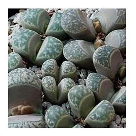 10 Sementes Cacto Pedra Lithops Helmutii Suculenta P/ Mudas