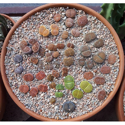 Sementes Cacto Pedra Viva Lithops Hallii Suculenta P/ Mudas