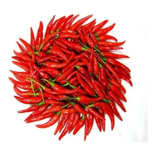 120 Sementes Premium Pimenta Malagueta II