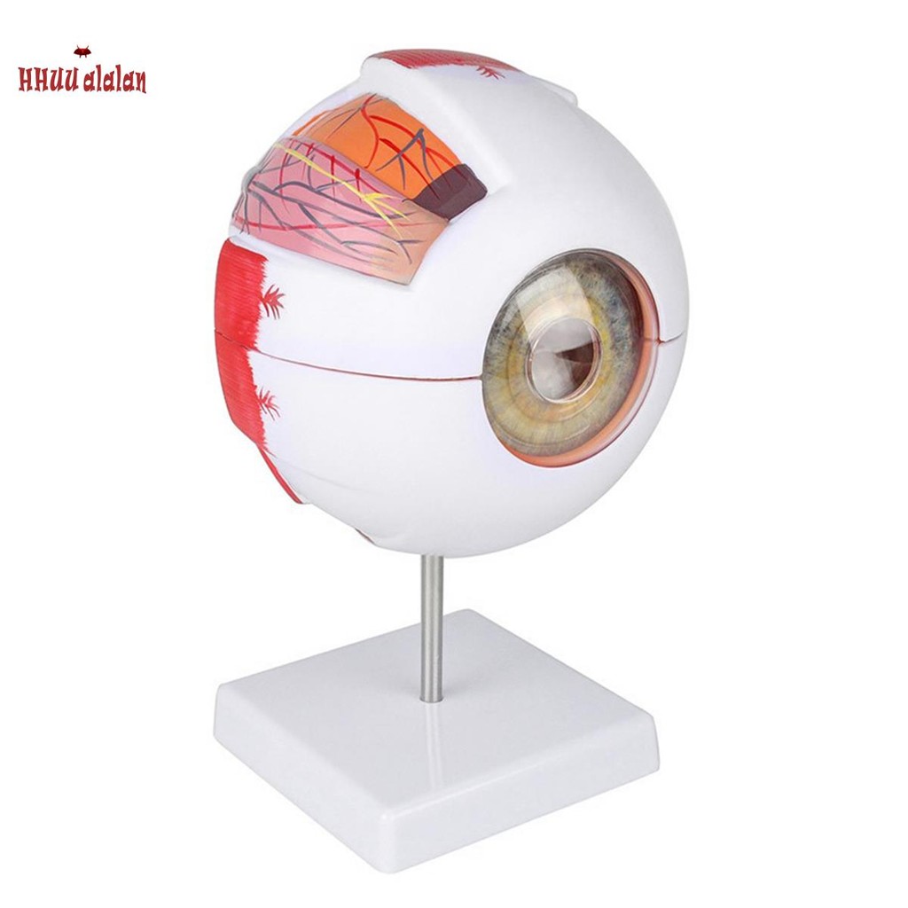 Modelo Anatômico De Olho , De Pálpebra , Desmontagem , 6 Vezes , Óptica Ampliada Para Ensino Especial Dos Olhos , 1 Peça