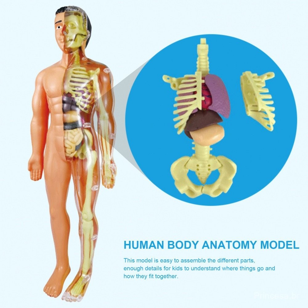 Kid Montessori 3D Anatomia Do Corpo Humano Modelo Educacional Aprendendo Organ Montado Brinquedo Ferramenta De Ensino Do — imagem 2 de 2