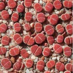 40 Sementes Cactos Lithops Karasmontana Pedra Viva P/ Mudas