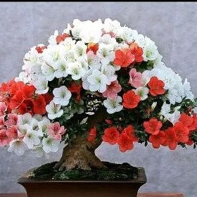 200 sementes de bonsai colorido ll vx envio rápido em Oferta na Shopee