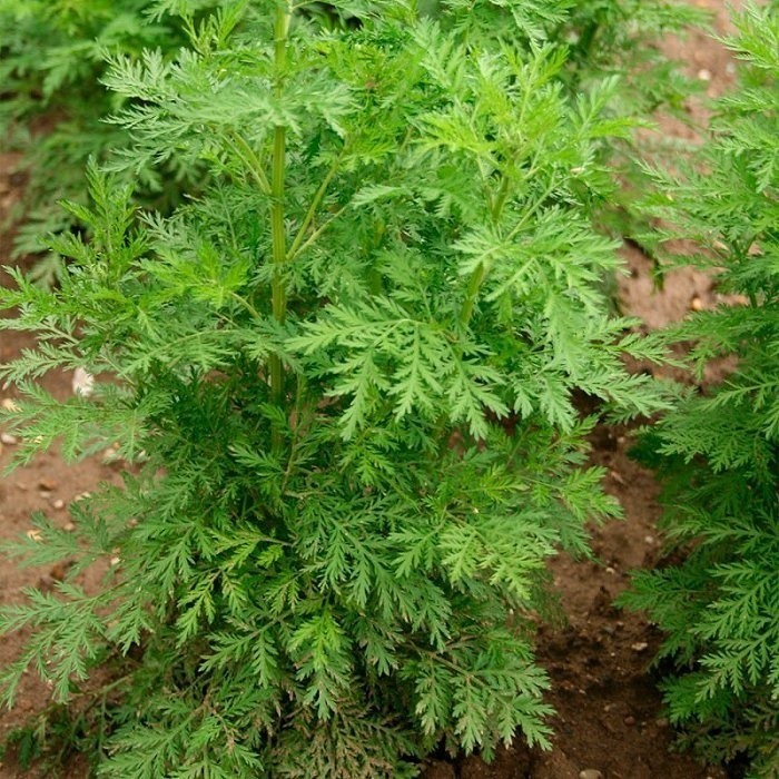 Artemisia Annua Artemisia: Onde Comprar | BuscaProdutos