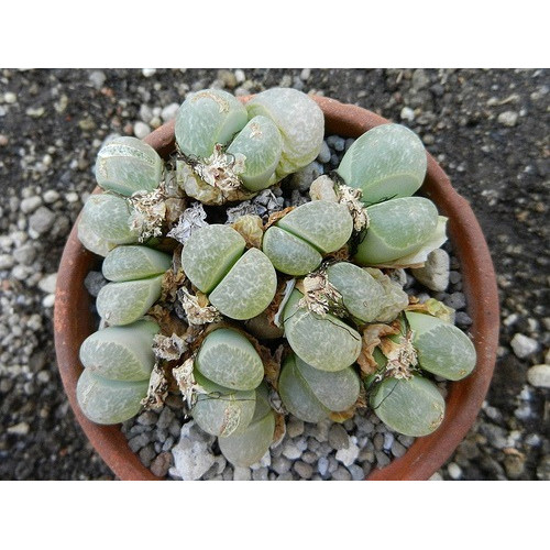 50 Sementes Cacto Pedra Lithops Helmutii Suculenta P/ Mudas