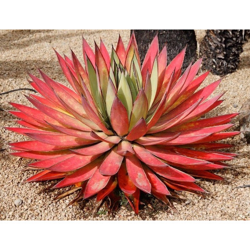 50 Sementes Suculenta Agave Mix  Cactos Flo P/ Mudas Planta