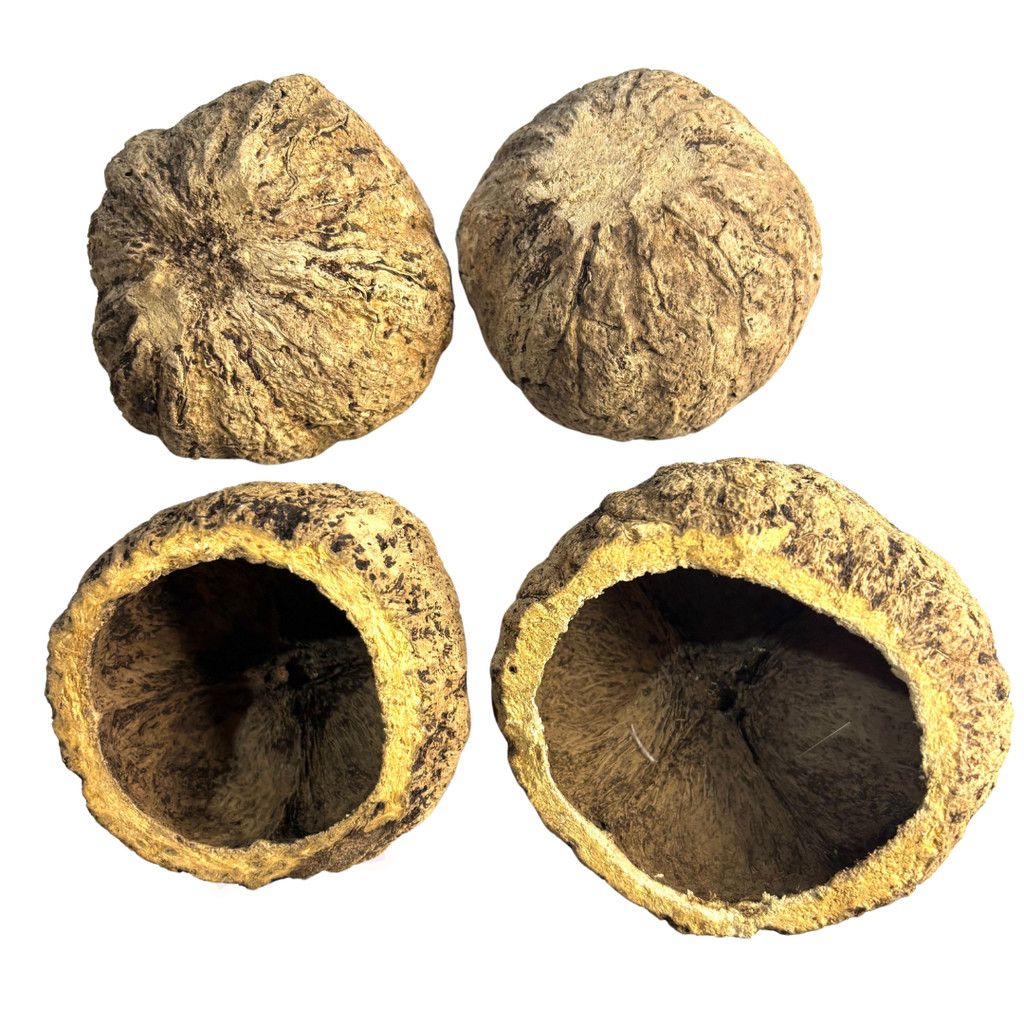 Artesanato de Casca de Coco na Black Friday 2025 | BuscaProdutos