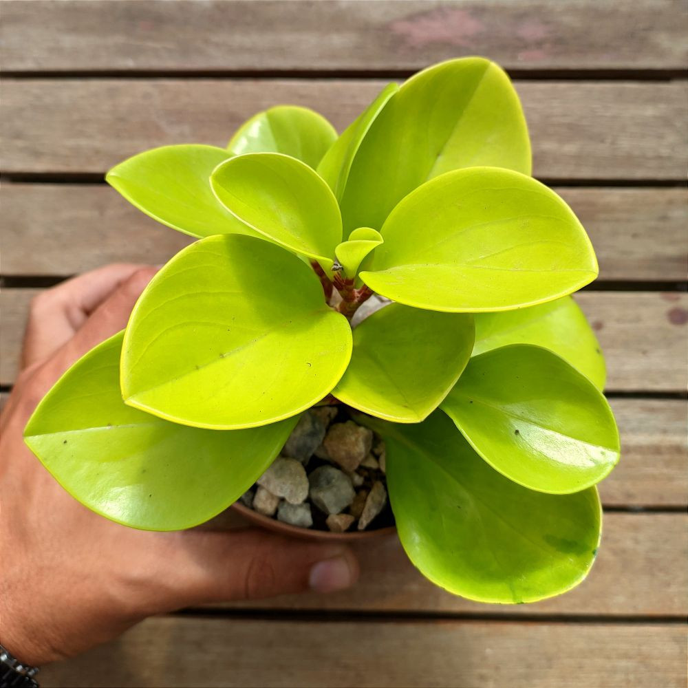100 sements peperomia limao com manual de cultivo