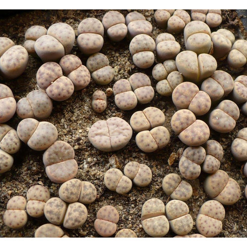 Sementes Cacto Pedra Lithops Dinteri Suculenta P/ Mudas