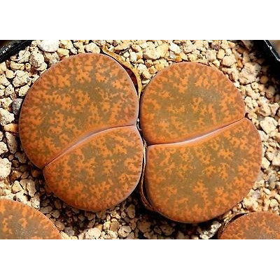 Sementes Cacto Pedra Lithops Lesliei Suculenta P/ Mudas