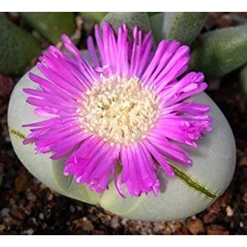 50 Sementes Cacto Pedra Viva Lithops Argyroderma P/ Mudas