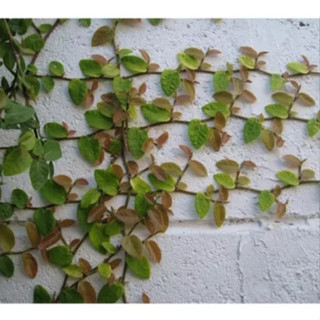 100 Sementes De Trepadeira unha de gato envio imediato ll em Oferta na Shopee