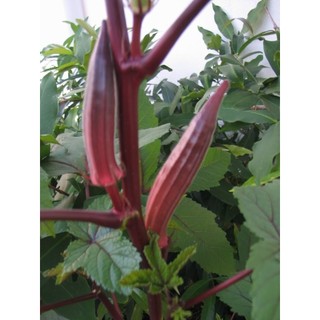 Sementes Quiabo Vermelho Raro!! EXCLUSIVO