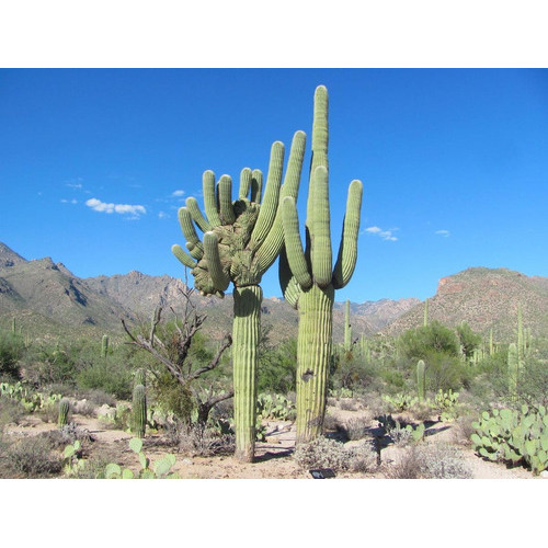 10 Sementes Cactos Saguaro Carnegiea Gigantea Cactus Gigante