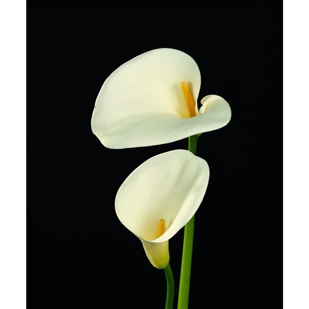 300 Sementes De Copo De Leite Branco Envio Rapido ll