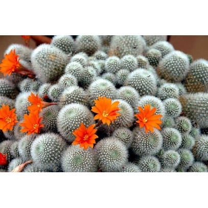 40 Sementes Cactos Rebutia Mix Cactus Flor P/ Mudas Cactus