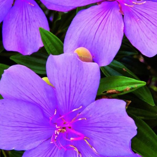 230 Sementes De Manacá Da Serra Anão Tibouchina Mutabilis y7 ll