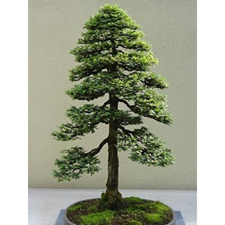 Bonsai de Sequoia Gigante: Onde Comprar | BuscaProdutos