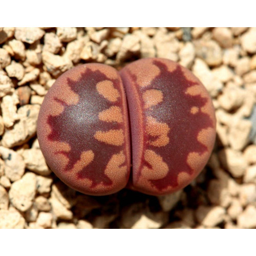 Sementes Cacto Pedra Lithops Otzeniana Suculenta P/ Mudas