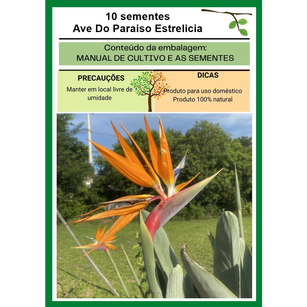 Ave do Paraíso: Guia Completo e Onde Comprar | BuscaProdutos