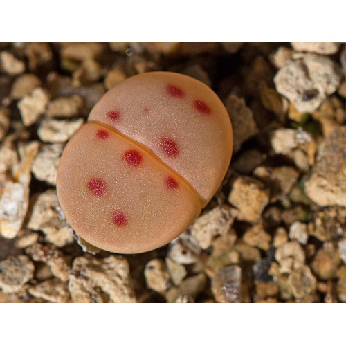 10 Sementes Cacto Pedra Lithops Dinteri Suculenta P/ Mudas