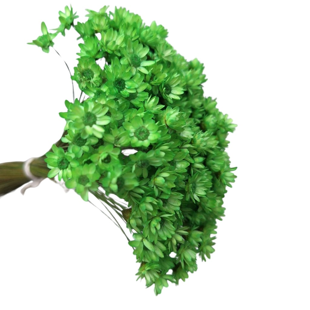 600 Sempre Viva Verde Claro I Florzinha Desidratada em Oferta na Shopee