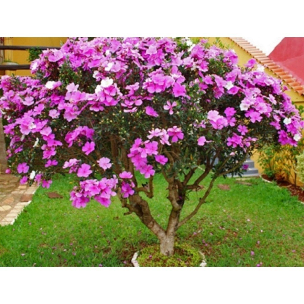 100 Sementes Para Mudas Manacá Serra Anão de jardim tibouchina