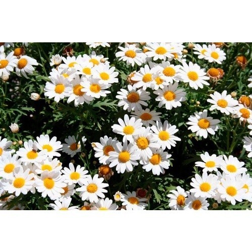 100 Sementes Margarida Gigante Branca — imagem 2 de 2