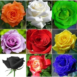 300 sementes novas de rosas sortidas pra fazer mudas hy6 ll