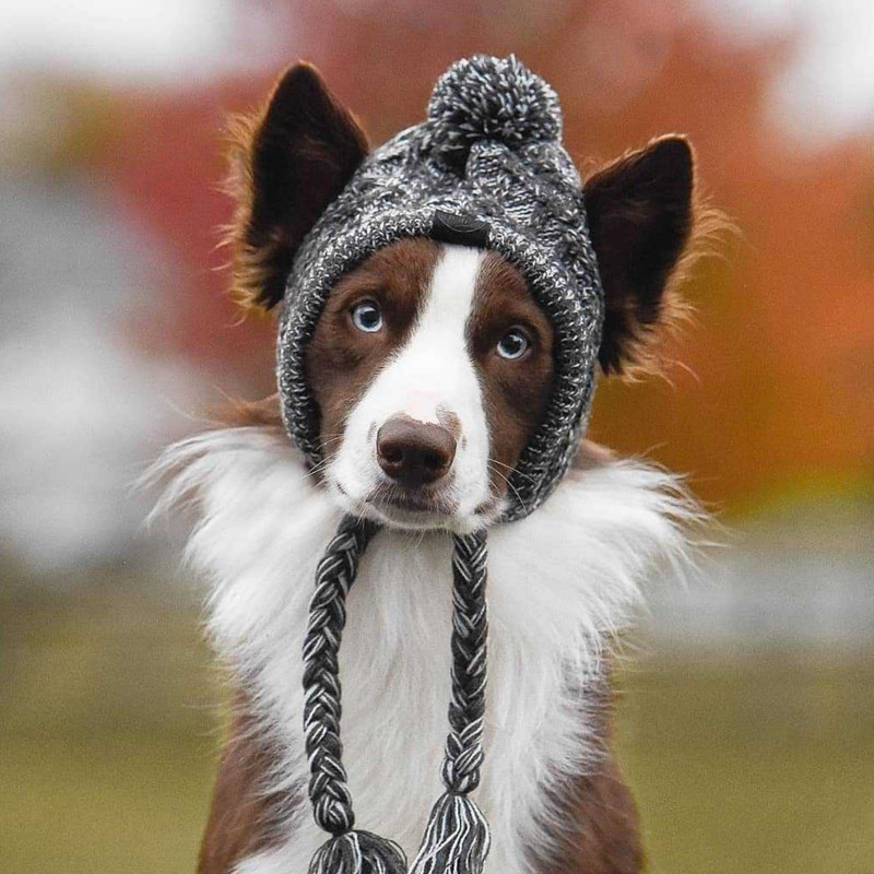 Chapéu para animais de estimação, chapéu quente à prova de vento para outono e inverno, versão coreana, roupa de rua, lã