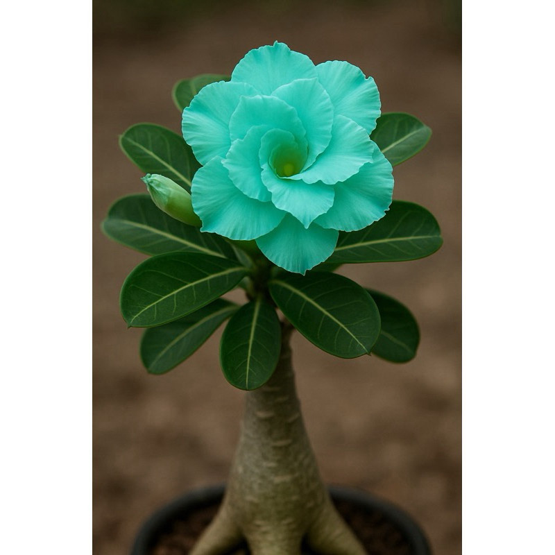 Rosa do Deserto Adenium Blue Tiffany  | Semente Rara  Cor Exclusiva