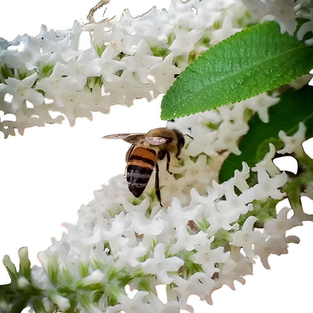 Mutre * 300 Sementes * Aloysia Virgata * Sweet Almond Bush