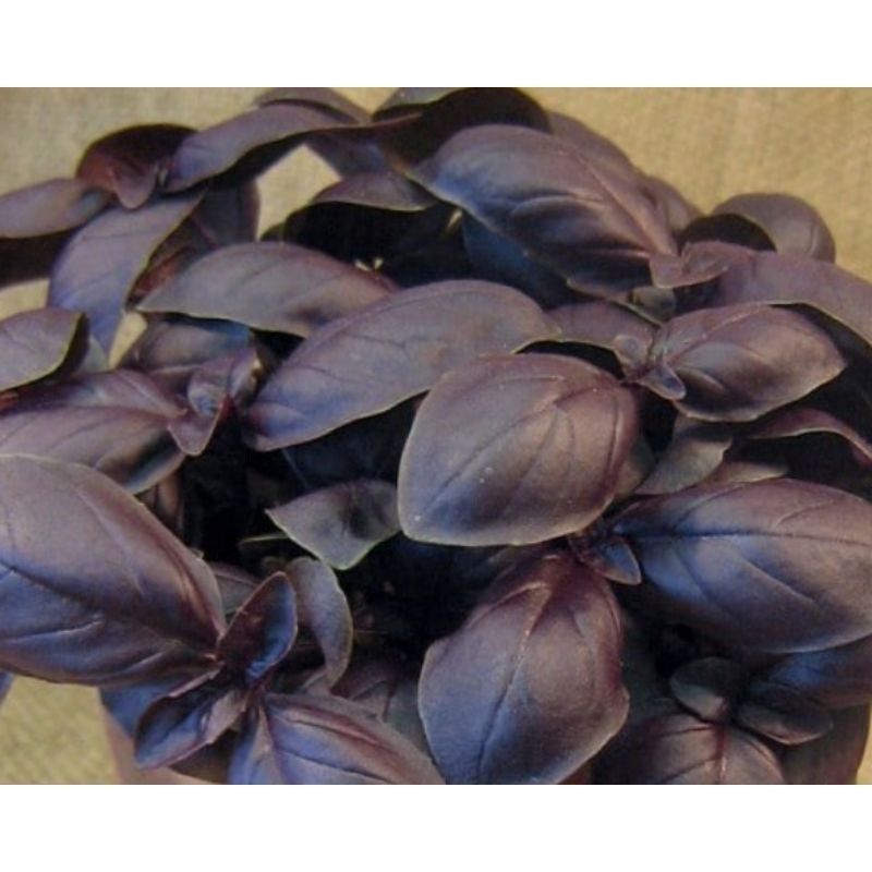 120 Sementes de Manjericão Roxo ( Origem Índia ).