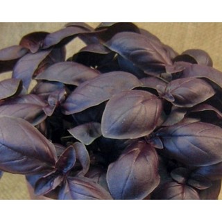 120 Sementes de Manjericão Roxo ( Origem Índia ).