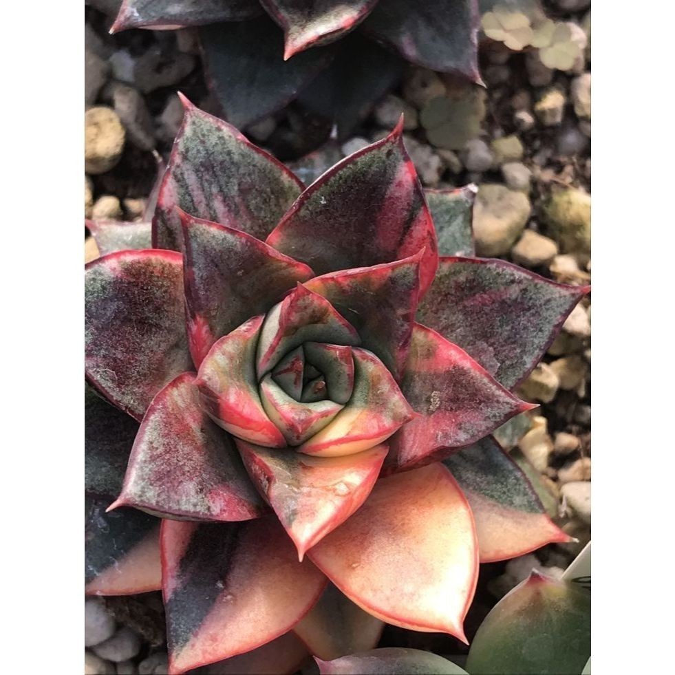 ENVIO SUPER RÁPIDO 100 sementes suculenta Crassula tetragona com manual de cultivo pronta entrega envio em 24h l T1