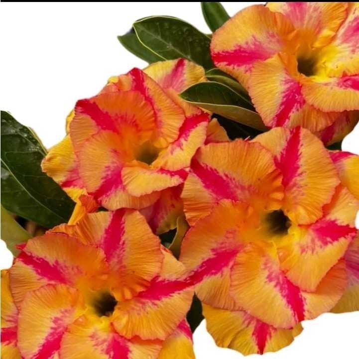 1000  sementes   adubo para flores 1 kilo