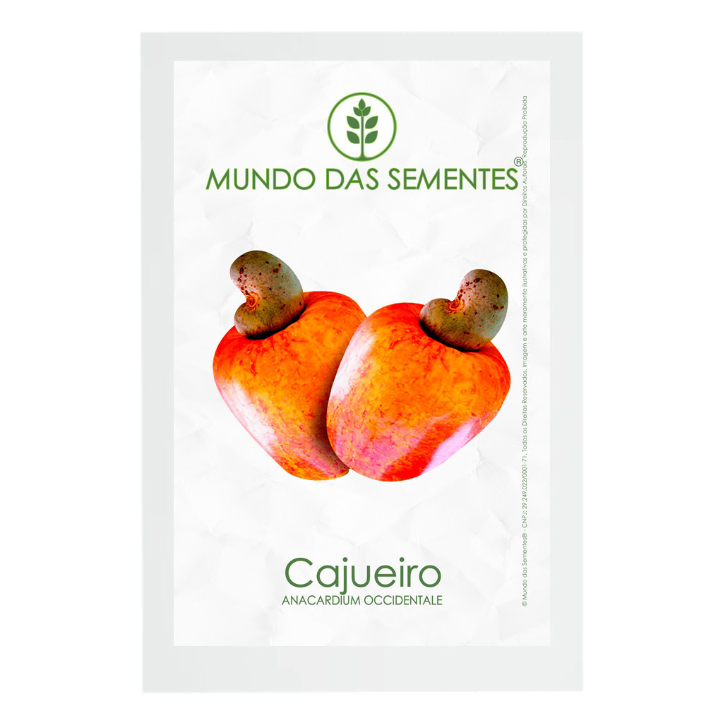 fácil de levantar 20 Sementes de Castanha de Caju Anacardium Occidentale |     Alta qualidade |     Mundo das Sementes ®