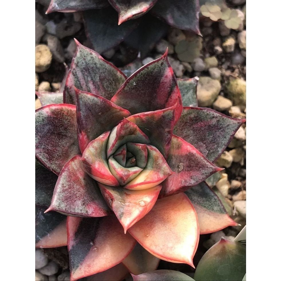 100 sementes suculenta Crassula tetragona com manual de cultivo pronta entrega envio em 24h l